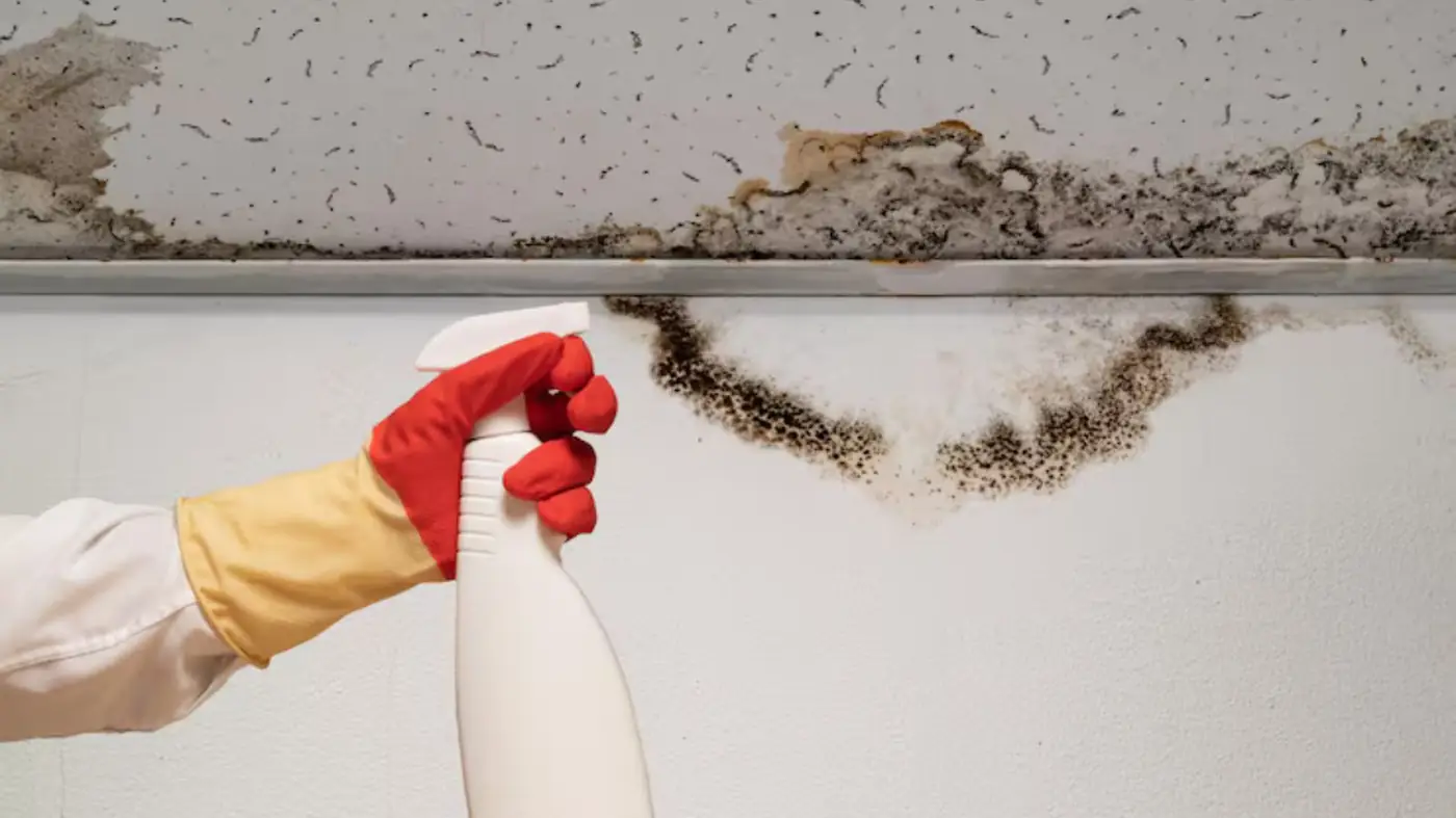Black mold along the edge of a ceiling and wall being sprayed with cleaner