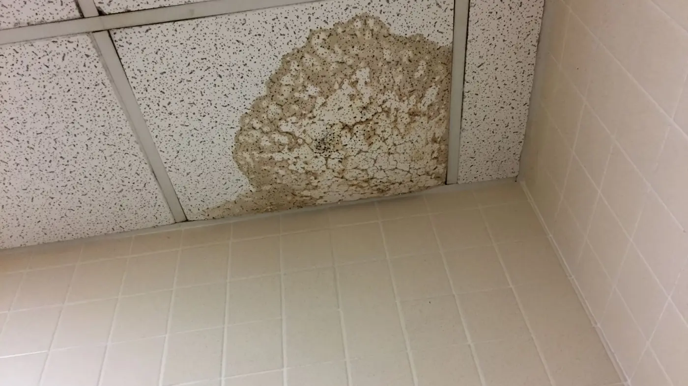 Brown water stain spreading across a ceiling tile