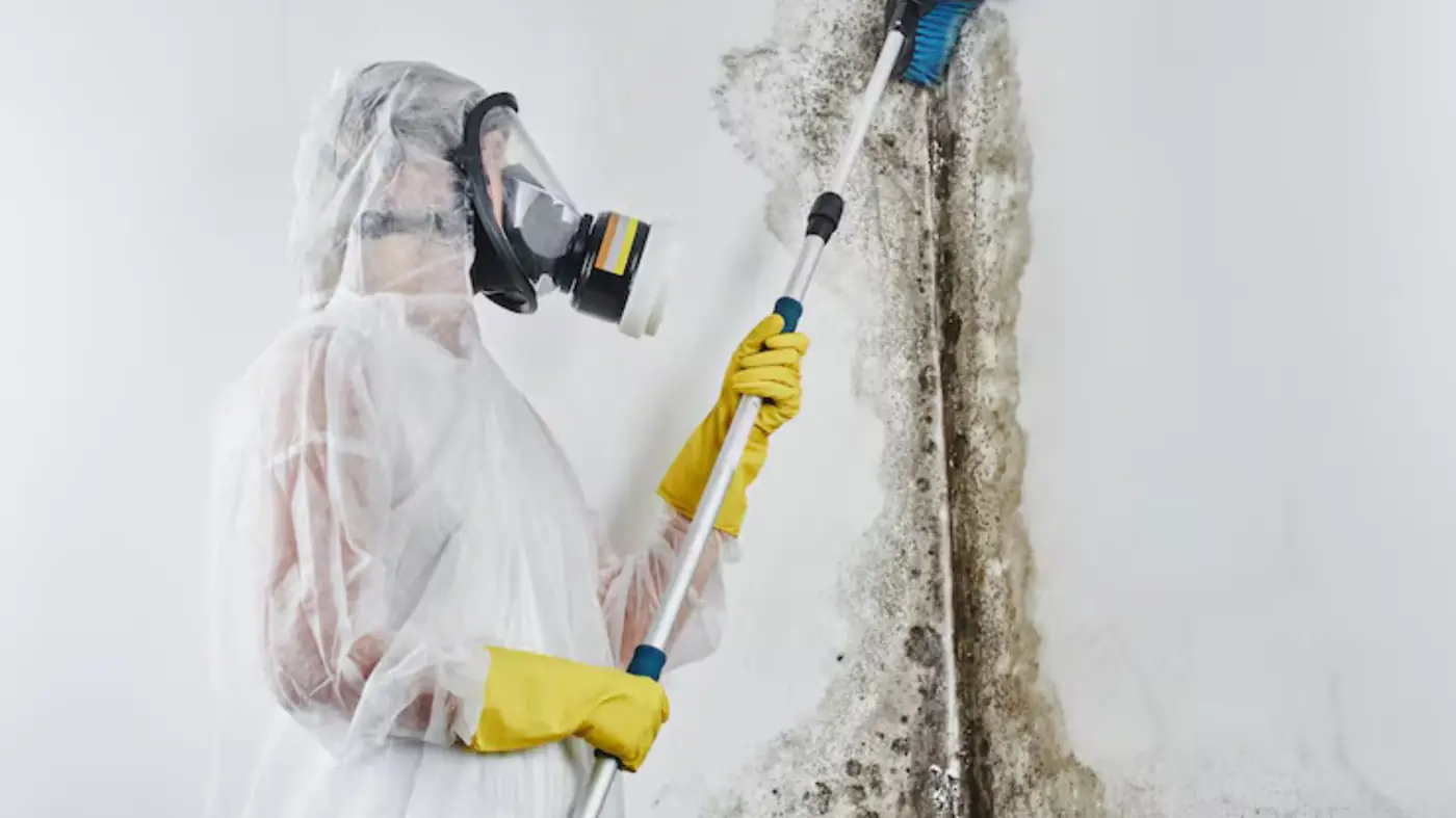 Remediation worker in a respirator and protective suit treating a moldy wall